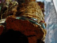 Thamnophis Sirtalis Tetrataenia